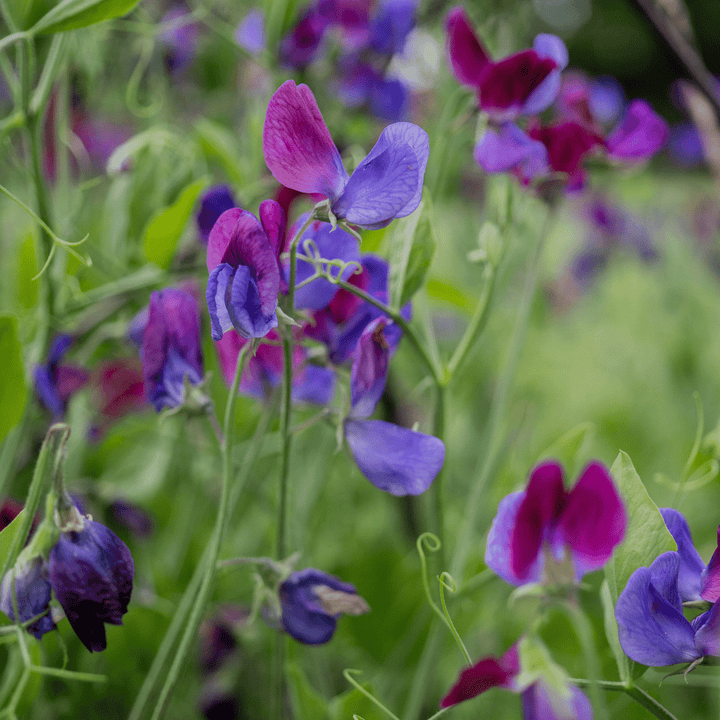 Cupani Sweet Pea Seeds (Lathyrus odoratus) - Monticello Shop