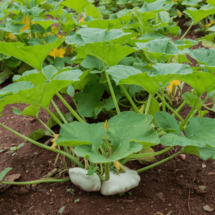 Cymling or Pattypan Squash Seeds (Cucurbita pepo) - Monticello Shop