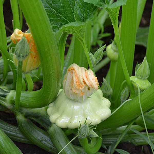 Cymling or Pattypan Squash Seeds (Cucurbita pepo) - Monticello Shop