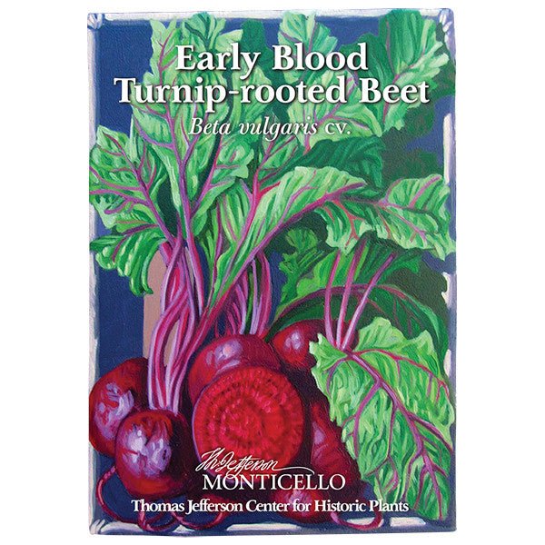Early Blood Turnip - rooted Beet Seeds (Beta vulgaris cv.) - Monticello Shop