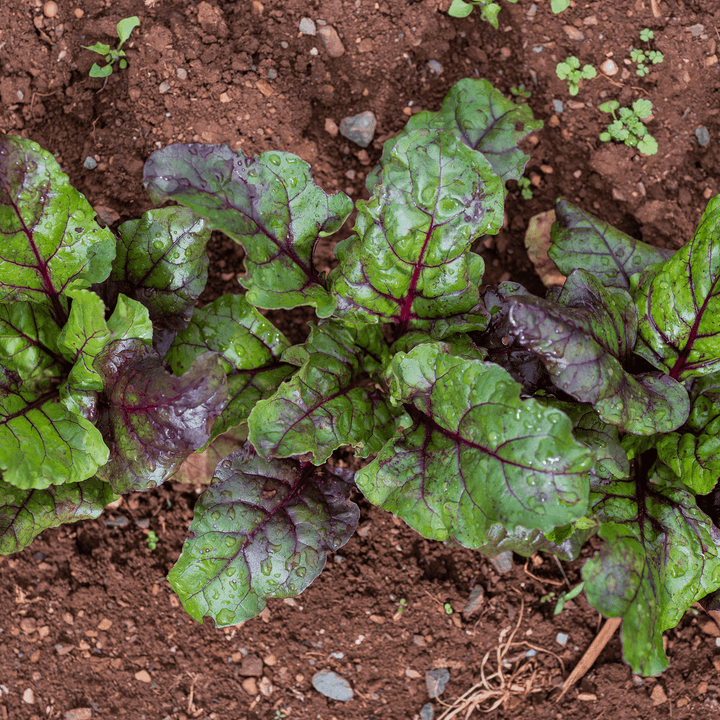 Early Blood Turnip - rooted Beet Seeds (Beta vulgaris cv.) - Monticello Shop