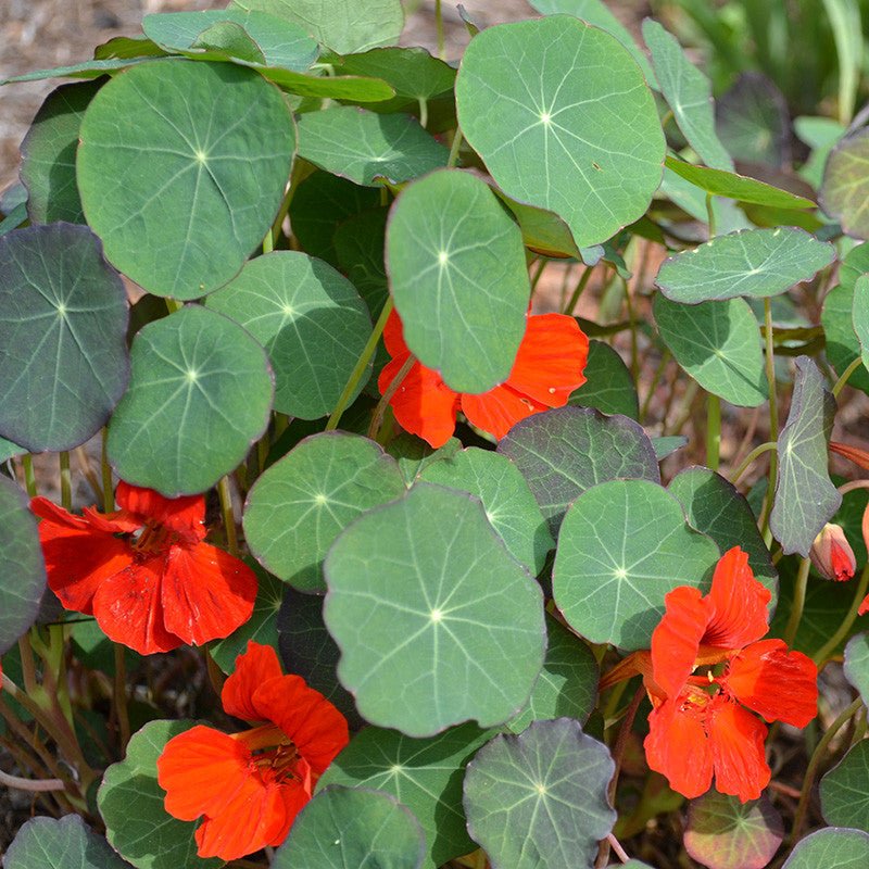 Empress of India Nasturtium Seeds (Tropaeolum minus cv.) - Monticello Shop