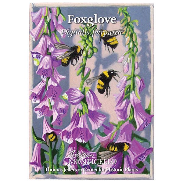 Foxglove Seeds (Digitalis purpurea) - Monticello Shop
