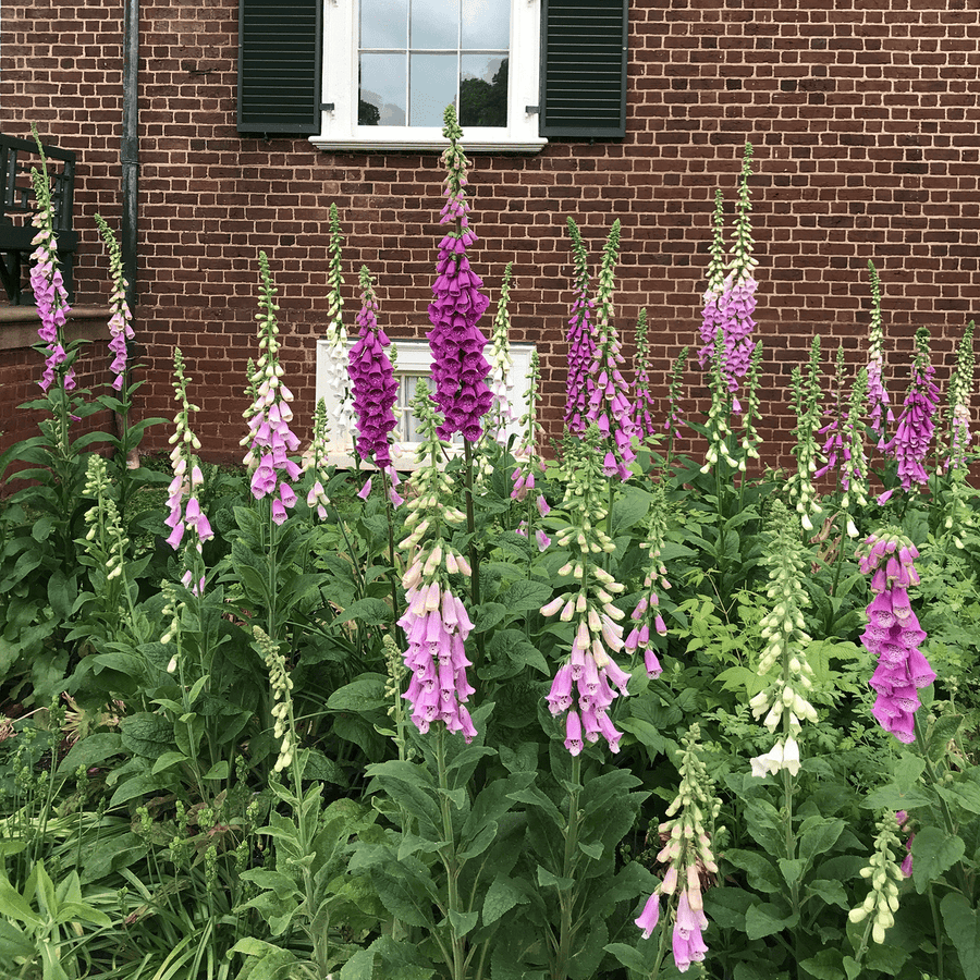 Foxglove Seeds (Digitalis purpurea) - Monticello Shop