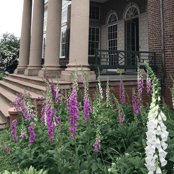 Foxglove Seeds (Digitalis purpurea) - Monticello Shop