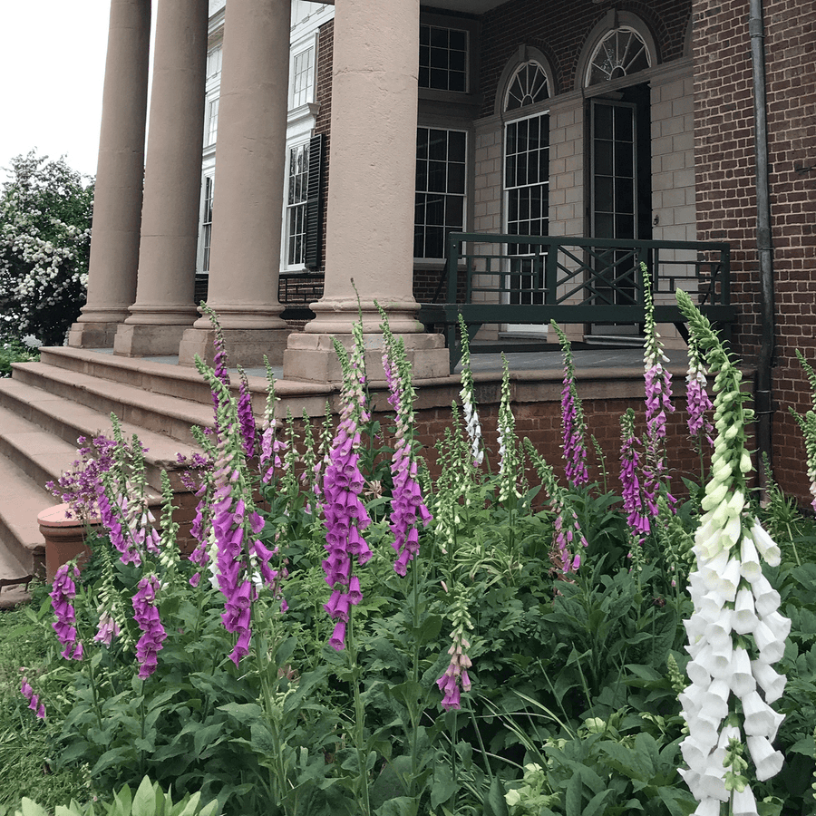 Foxglove Seeds (Digitalis purpurea) - Monticello Shop