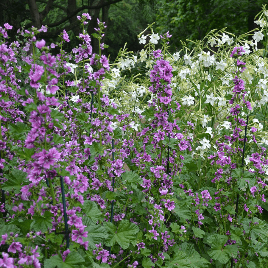 French Mallow Seeds (Malva sylvestris) - Monticello Shop