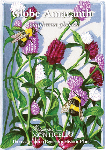Globe Amaranth Seeds (Gomphrena globosa) - Monticello Shop