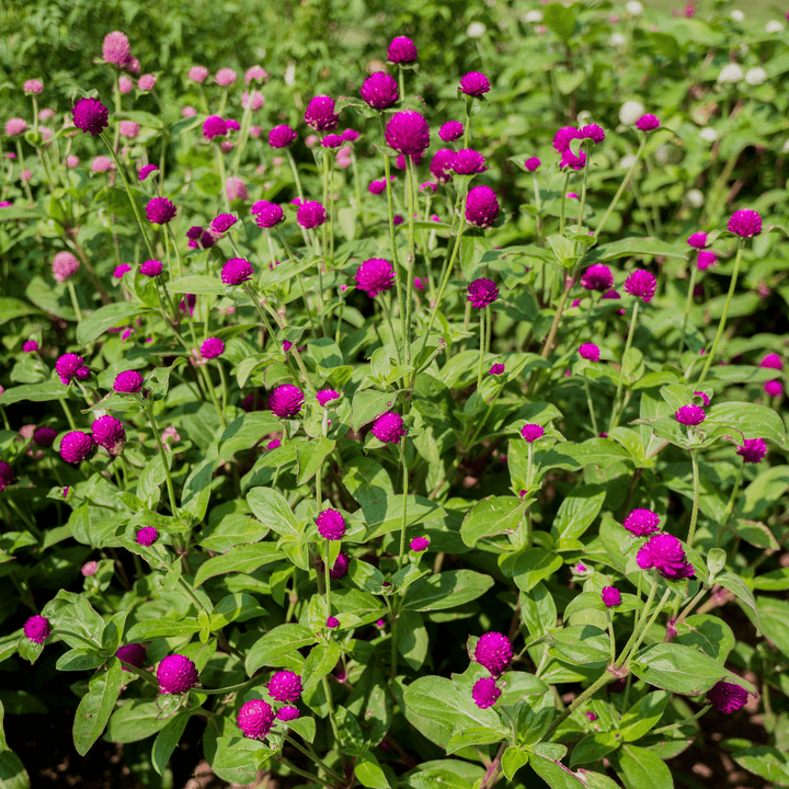 Globe Amaranth Seeds (Gomphrena globosa) - Monticello Shop