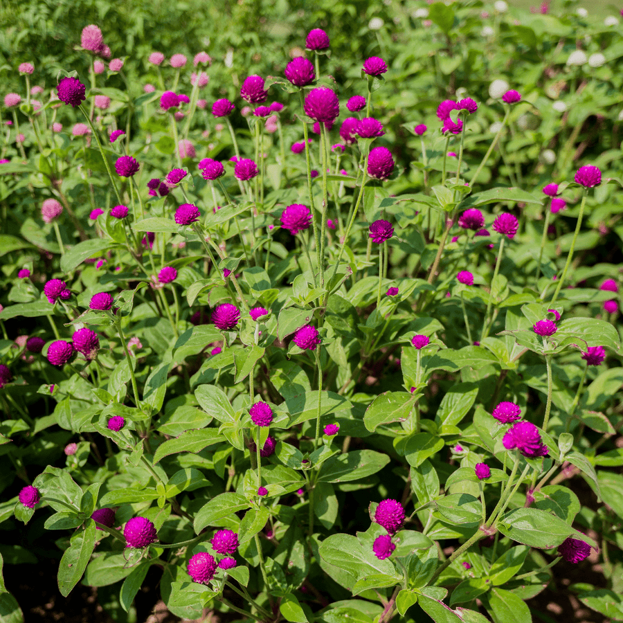 Globe Amaranth Seeds (Gomphrena globosa) - Monticello Shop