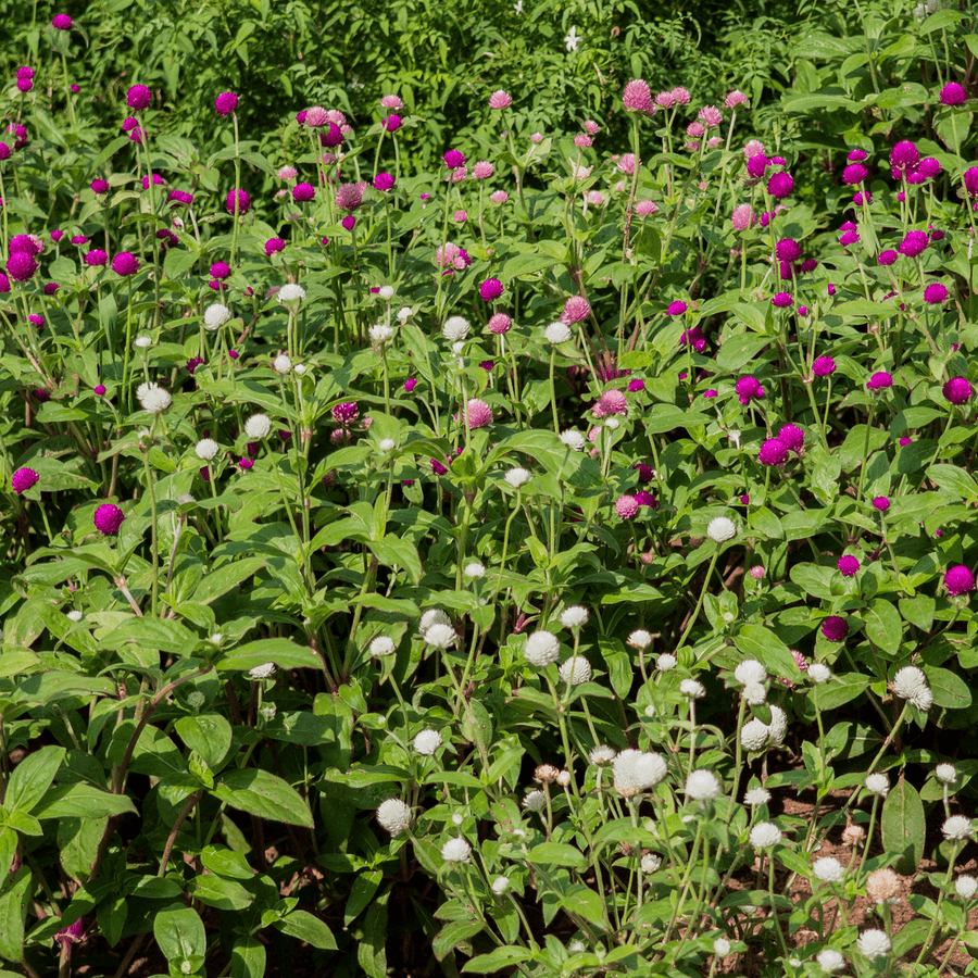 Globe Amaranth Seeds (Gomphrena globosa) - Monticello Shop