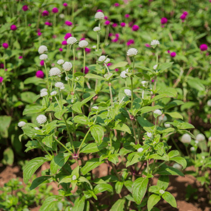 Globe Amaranth Seeds (Gomphrena globosa) - Monticello Shop