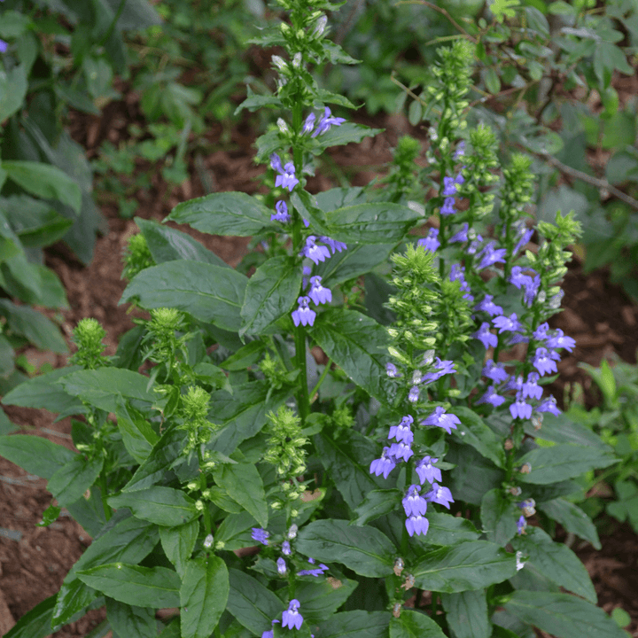 Great Blue Lobelia Seeds (Lobelia siphilitica) - Monticello Shop