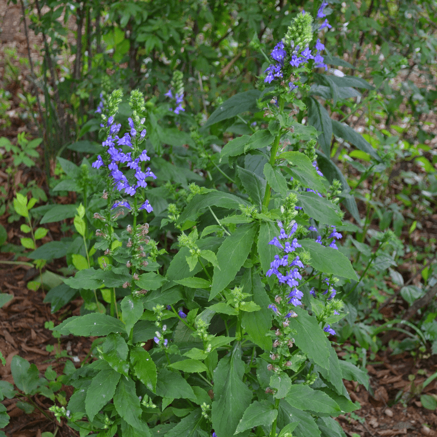 Great Blue Lobelia Seeds (Lobelia siphilitica) - Monticello Shop
