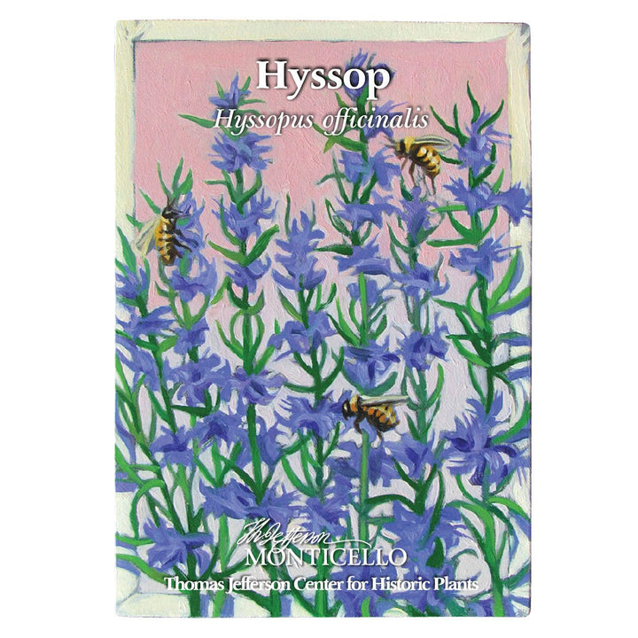 Hyssop Seeds (Hyssopus officinalis) - Monticello Shop