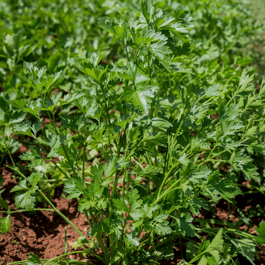 Italian Parsley Seeds (Petroselinum crispum var. neapolitanum) - Monticello Shop