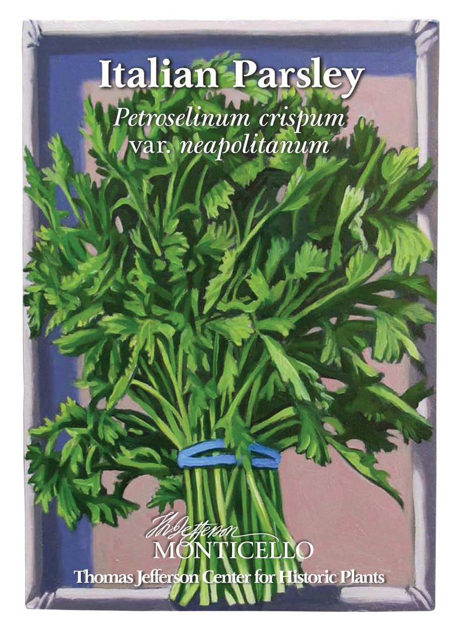 Italian Parsley Seeds (Petroselinum crispum var. neapolitanum) - Monticello Shop