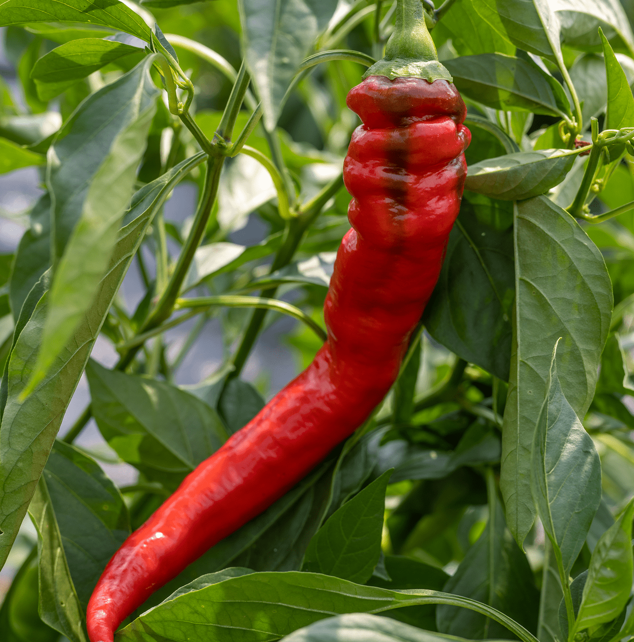Jimmy Nardello's Sweet Pepper Seeds (Capsicum annuum var. annuum
