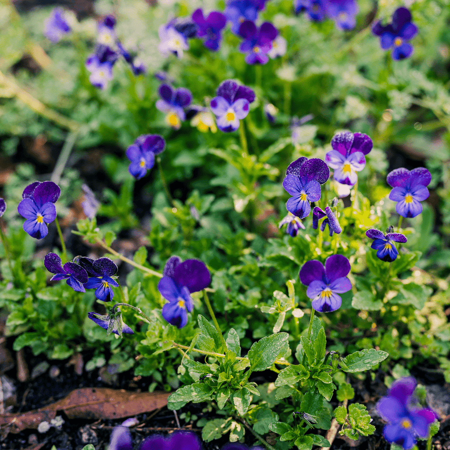 Johnny Jump Up Seeds (Viola tricolor) - Monticello Shop