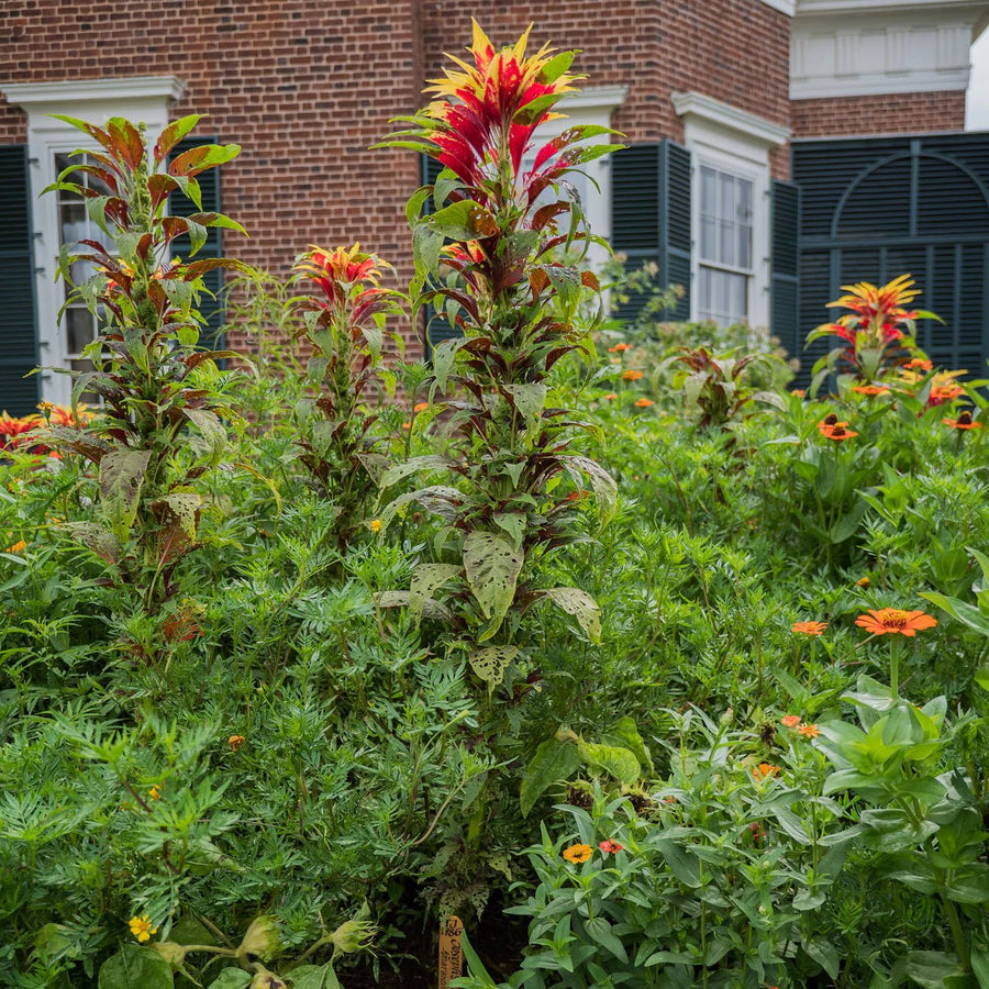 Joseph's Coat Seeds (Amaranthus tricolor) - Monticello Shop