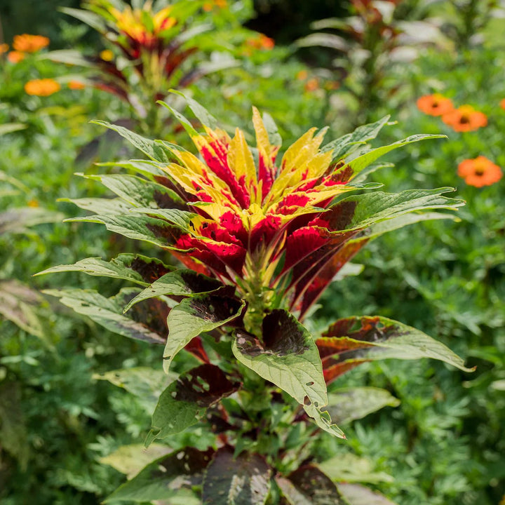Joseph's Coat Seeds (Amaranthus tricolor) - Monticello Shop