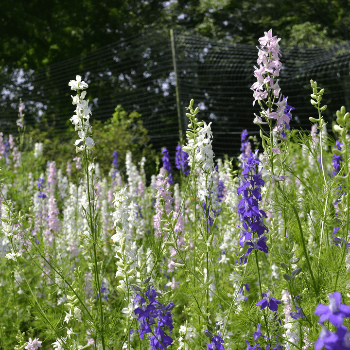 Larkspur Seeds (Consolida ajacis) - Monticello Shop