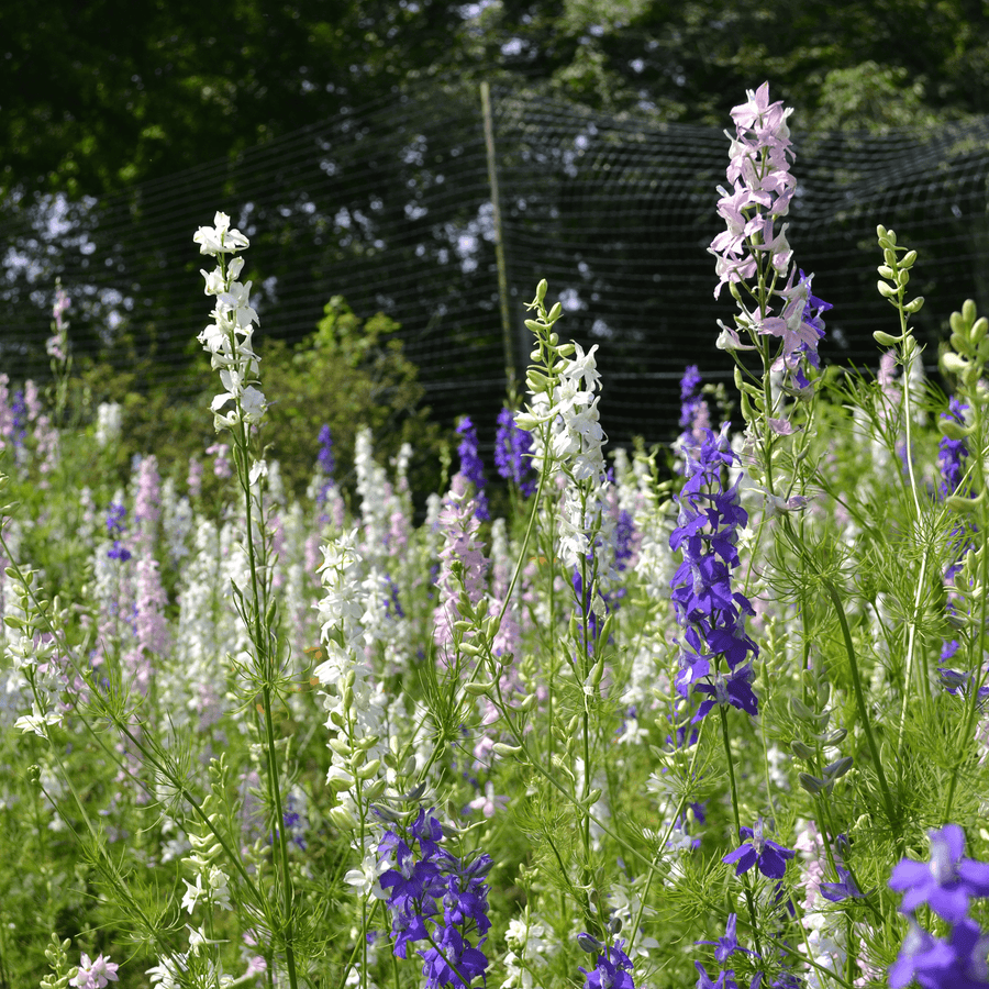 Larkspur Seeds (Consolida ajacis) - Monticello Shop