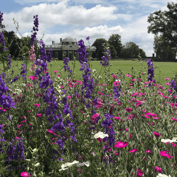 Larkspur Seeds (Consolida ajacis) - Monticello Shop