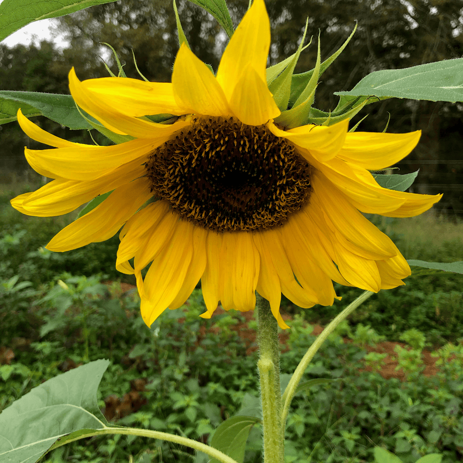 Mammoth Russian Sunflower Seeds (Helianthus annuus cv.) - Monticello Shop