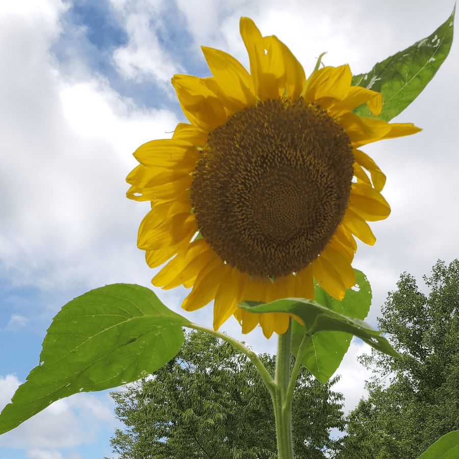 Mammoth Russian Sunflower Seeds (Helianthus annuus cv.) - Monticello Shop