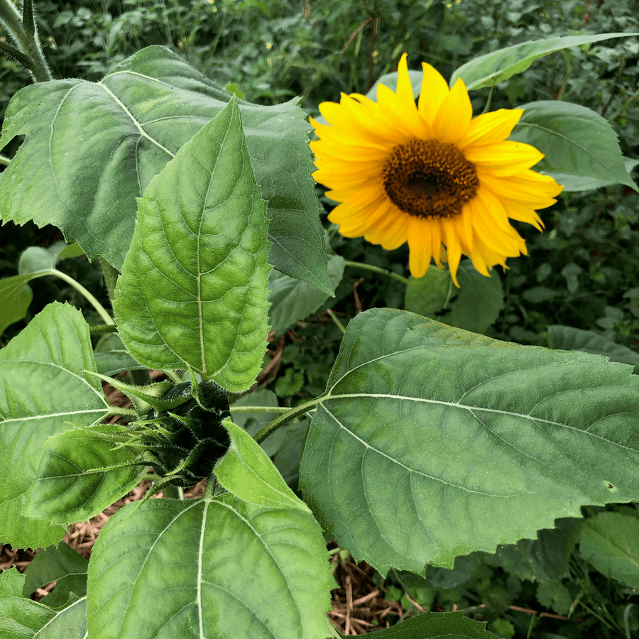 Mammoth Russian Sunflower Seeds (Helianthus annuus cv.) - Monticello Shop