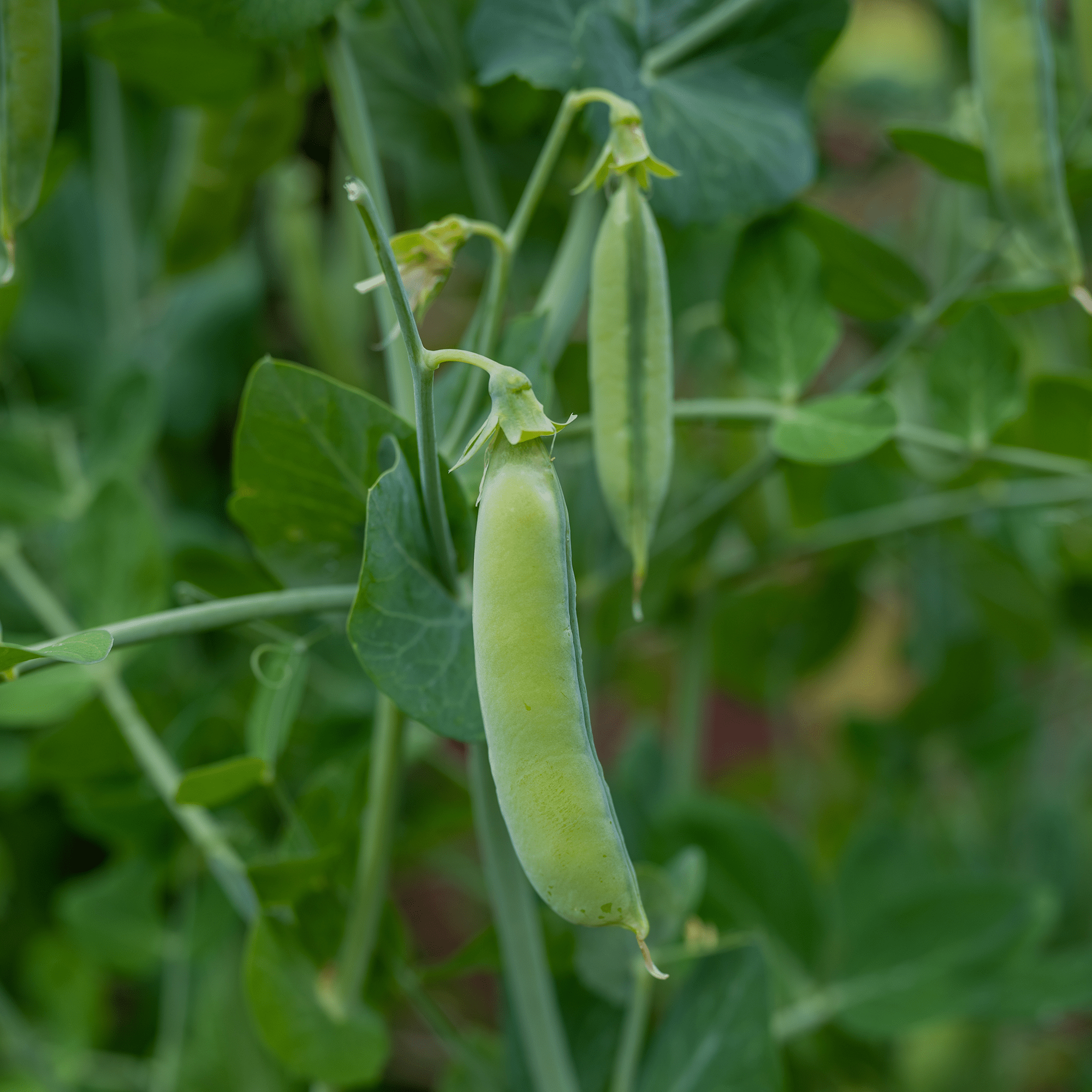 pea seeds plant Marrowfat Pea Seeds (Pisum sativum var. medullare) – Monticello Shop