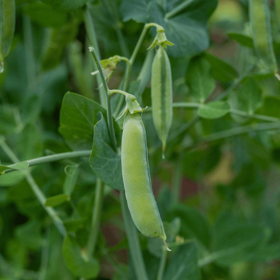 Marrowfat Pea Seeds (Pisum sativum var. medullare) - Monticello Shop