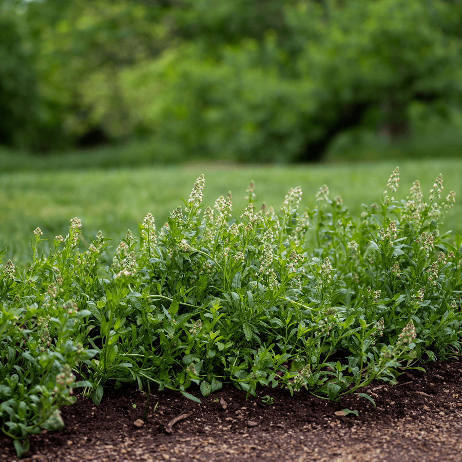 Mignonette Seeds (Reseda odorata grandiflora) - Monticello Shop