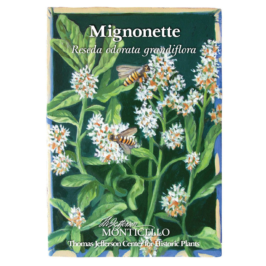 Mignonette Seeds (Reseda odorata grandiflora) - Monticello Shop