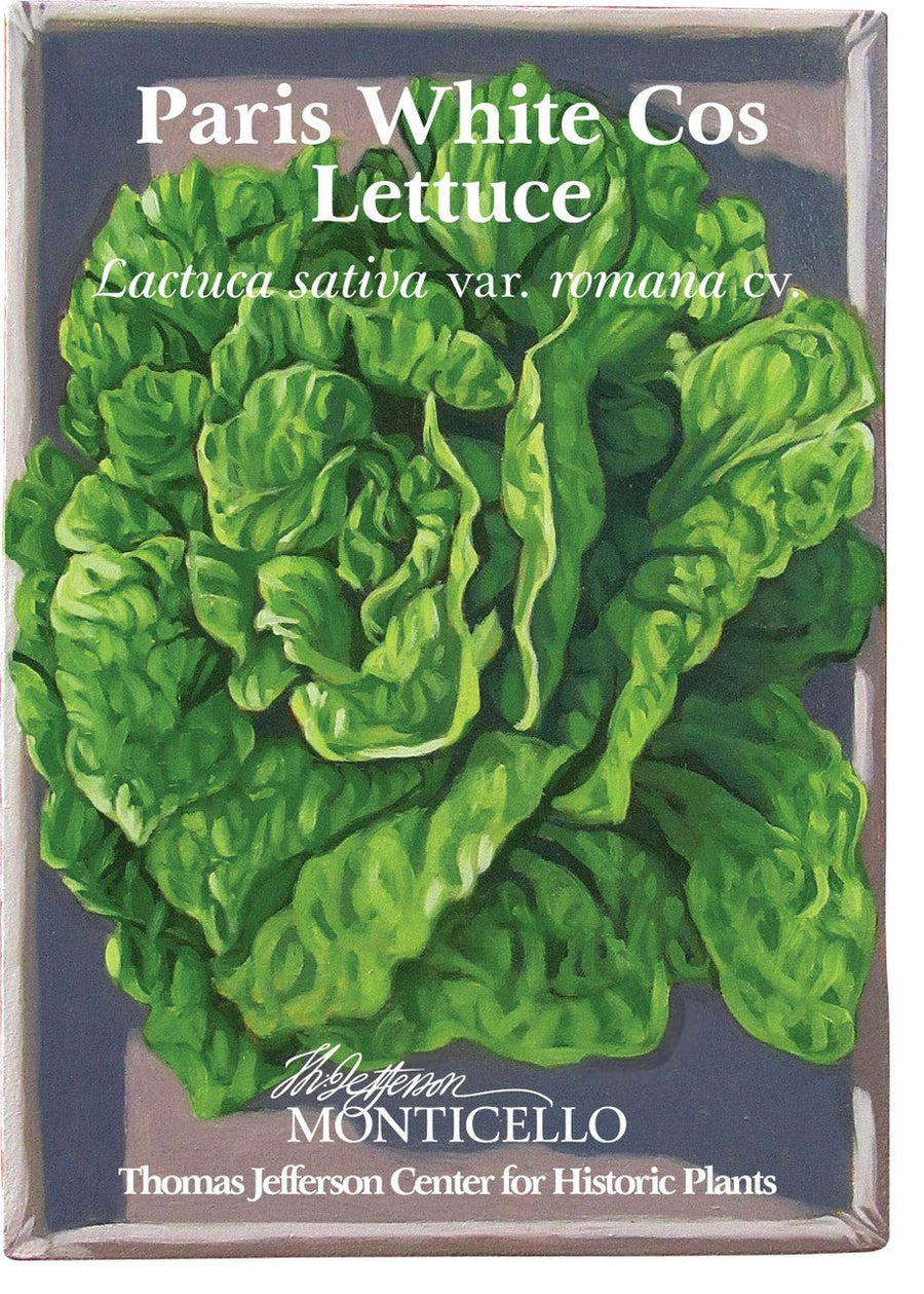 Paris White Cos Lettuce Seeds (Lactuca sativa var. romana cv.) - Monticello Shop