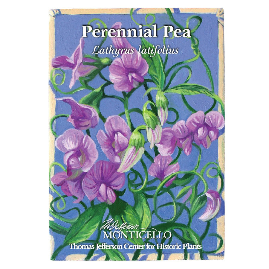 Perennial Pea Seeds (Lathyrus latifolius) - Monticello Shop