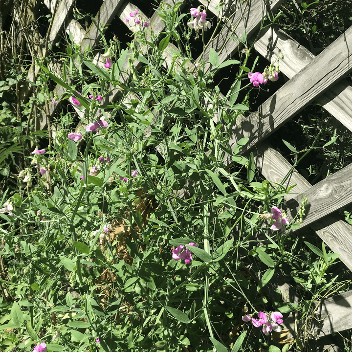 Perennial Pea Seeds (Lathyrus latifolius) - Monticello Shop