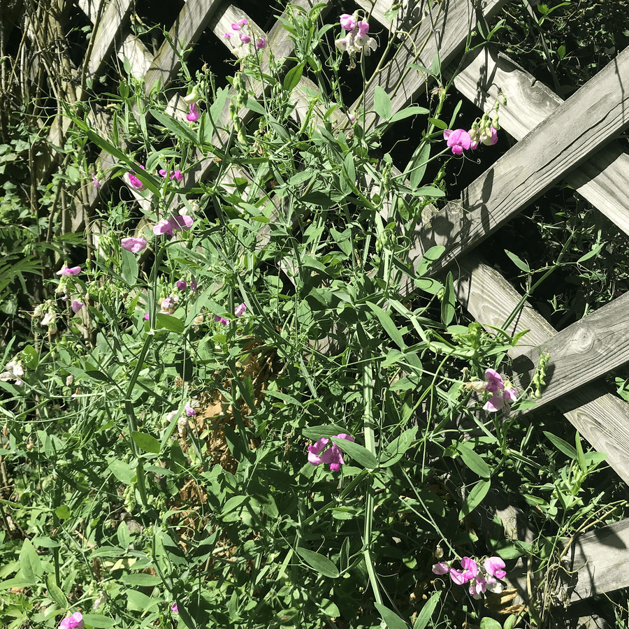Perennial Pea Seeds (Lathyrus latifolius) - Monticello Shop