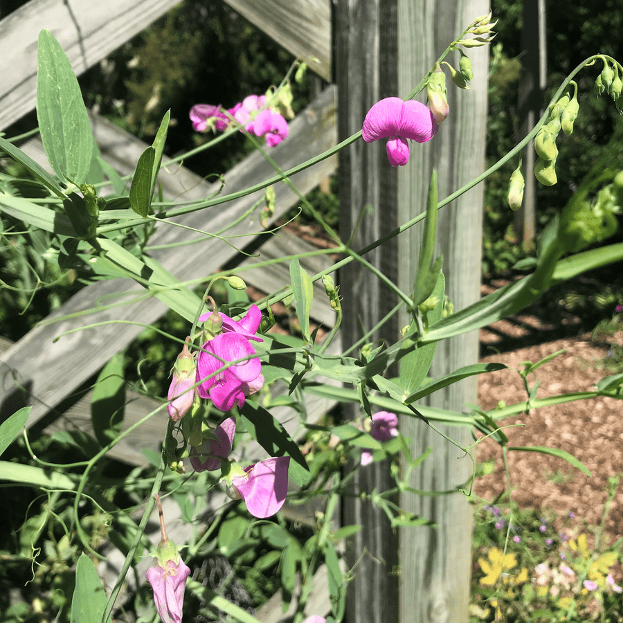 Perennial Pea Seeds (Lathyrus latifolius) - Monticello Shop