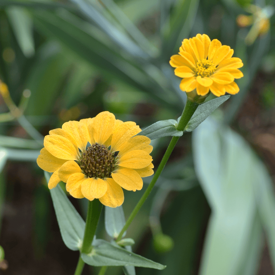 Peruvian Zinnia Seeds (Zinnia peruviana) - Monticello Shop