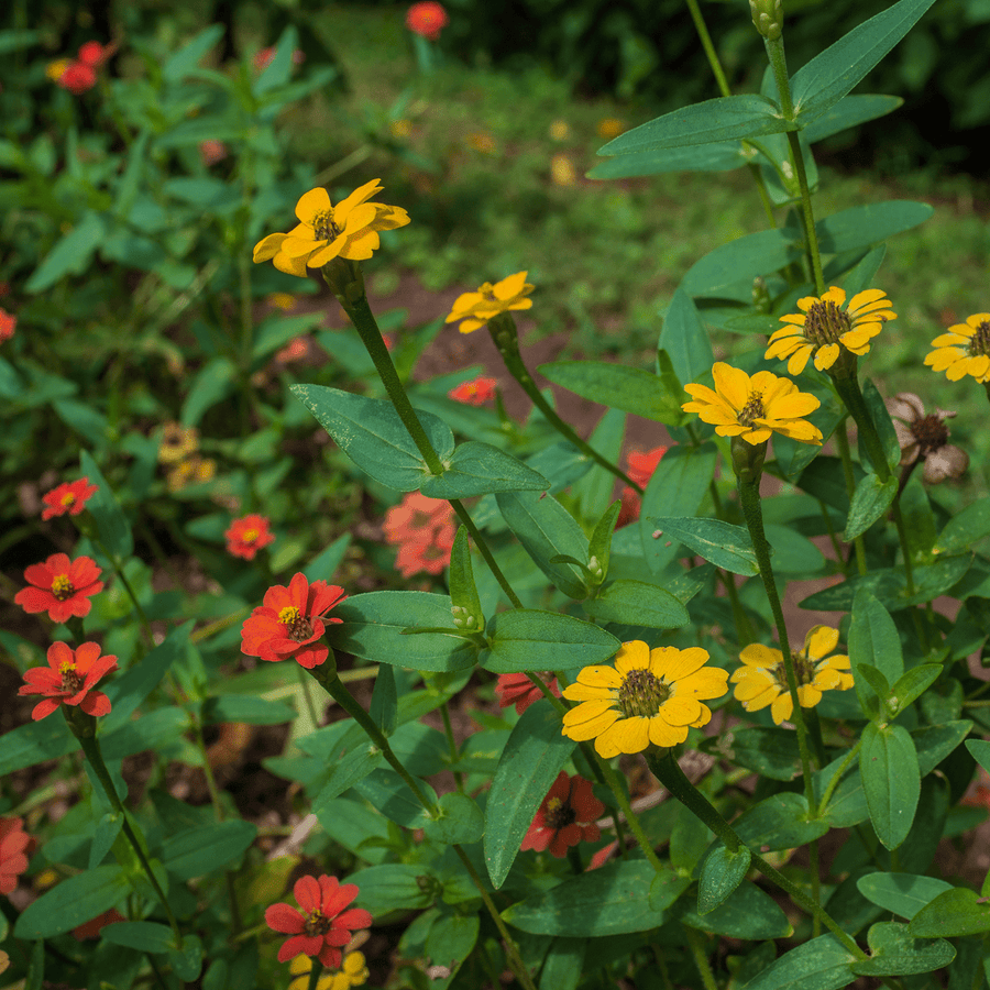 Peruvian Zinnia Seeds (Zinnia peruviana) - Monticello Shop