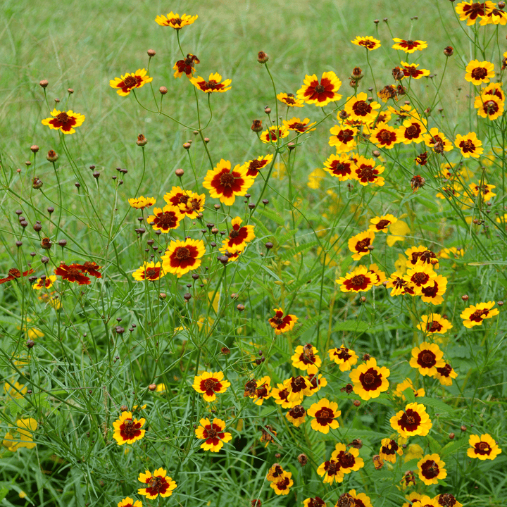 Plains Coreopsis Seeds (Coreopsis tinctoria) - Monticello Shop