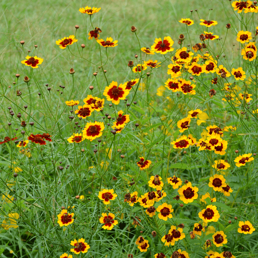 Plains Coreopsis Seeds (Coreopsis tinctoria) - Monticello Shop