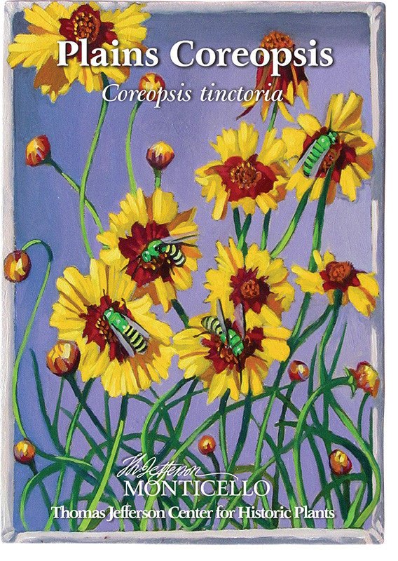 Plains Coreopsis Seeds (Coreopsis tinctoria) - Monticello Shop