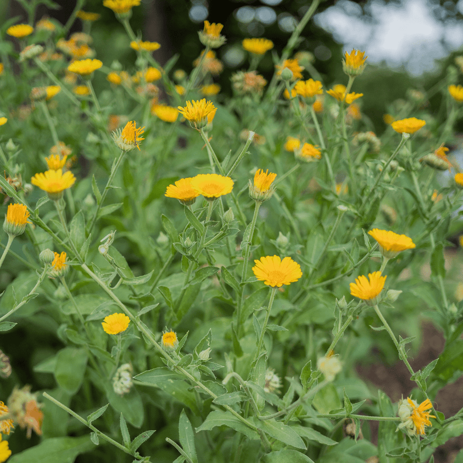 Pot Marigold - Calendula Seeds (Calendula officinalis) - Monticello Shop