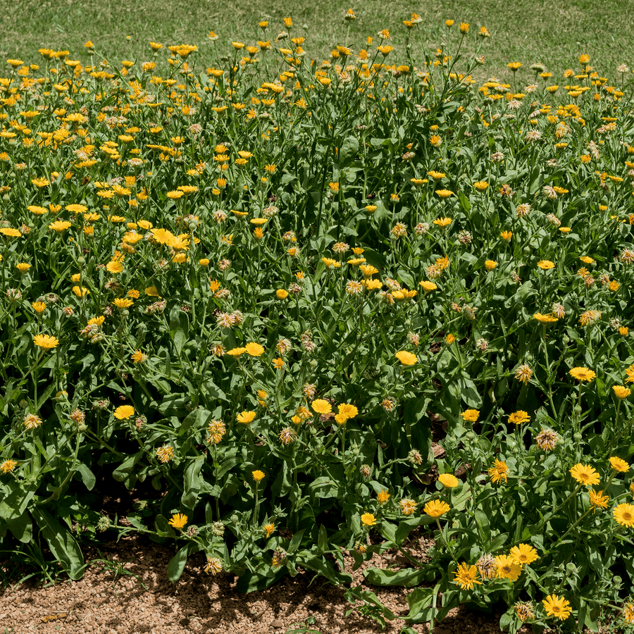 Pot Marigold - Calendula Seeds (Calendula officinalis) - Monticello Shop