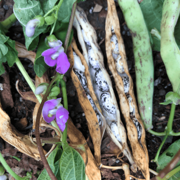 Refugee Bean Seeds (Phaseolus vulgaris cv.) - Monticello Shop