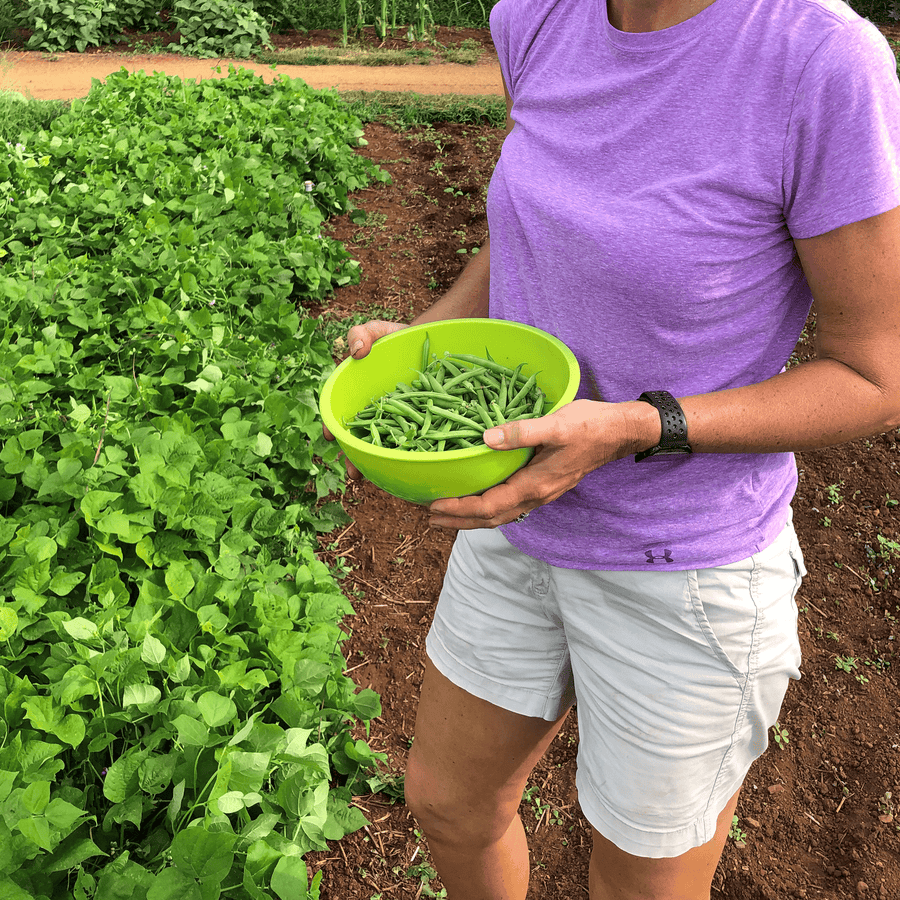 Refugee Bean Seeds (Phaseolus vulgaris cv.) - Monticello Shop