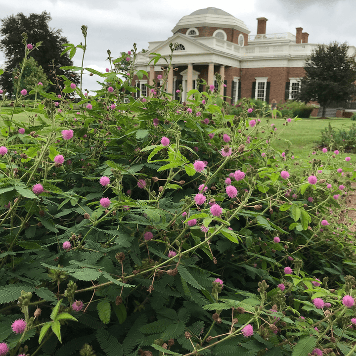 Sensitive Plant Seeds (Mimosa pudica) - Monticello Shop